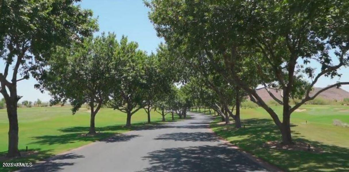 Tree Lined Streets