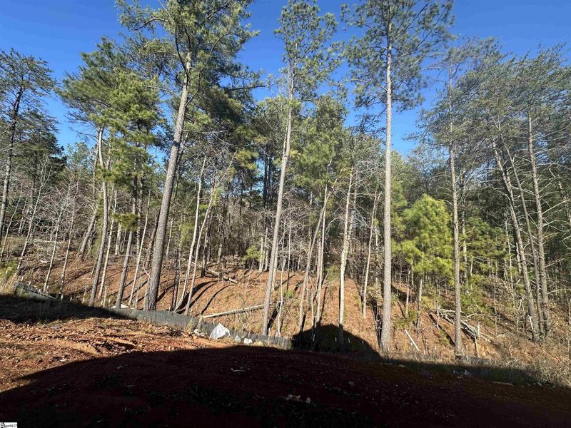 Natural landscape and outdoor views near Shiloh Trail in Wellford (Image 20).
