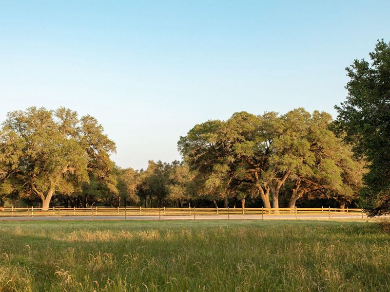 Scenic oak trees and serene landscapes in Townsend Reserve, just minutes from Round Top Square. Scenic oak trees and serene landscapes in Townsend Reserve, just minutes from Round Top Square.