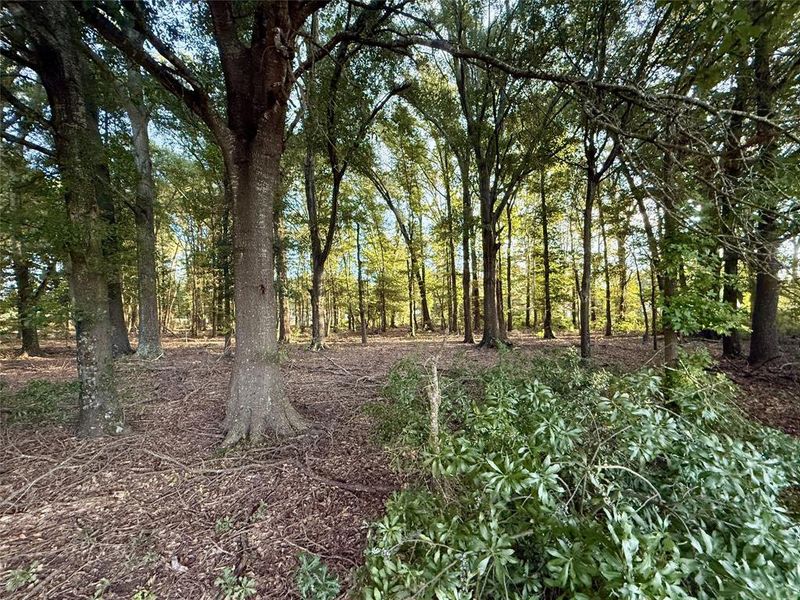 Wooded are at front of property Wooded are at front of property