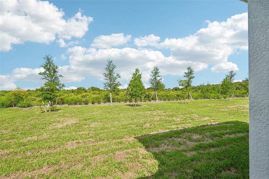 Image 49 of a home in Lennar at Turnleaf. Image 49 of a home in Lennar at Turnleaf.