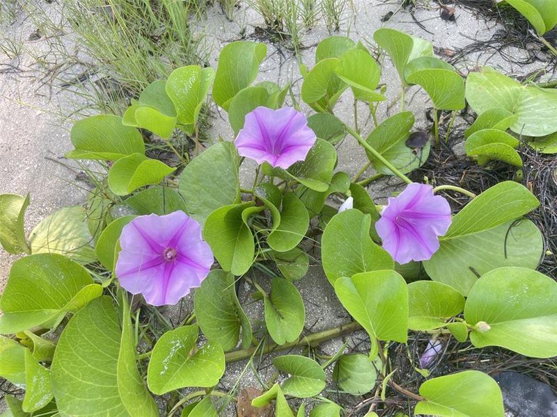 Natural landscape and outdoor views near  in Fort Pierce (Image 26).