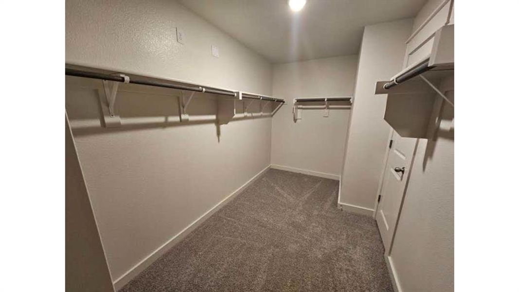 Spacious walk-in closet featuring light-toned walls, integrated shelving, and carpeted flooring Spacious walk-in closet featuring light-toned walls, integrated shelving, and carpeted flooring