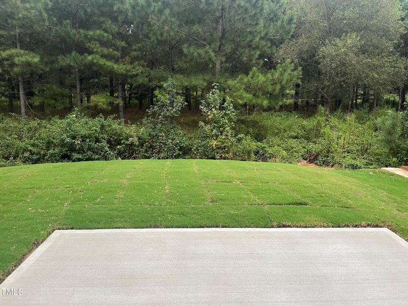 Backyard with private tree buffer