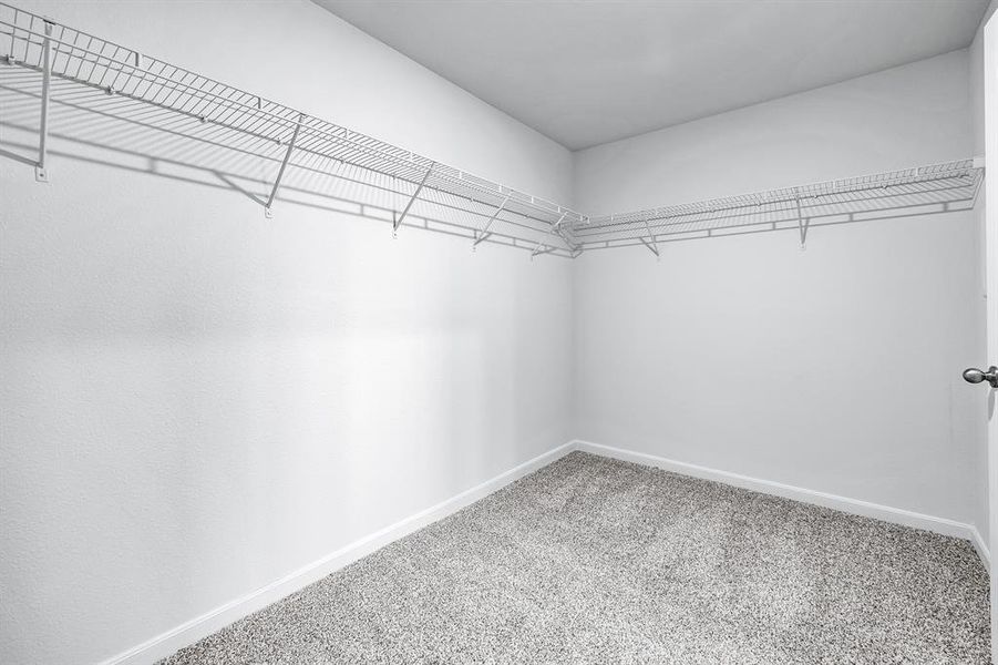 Spacious closet featuring carpet flooring