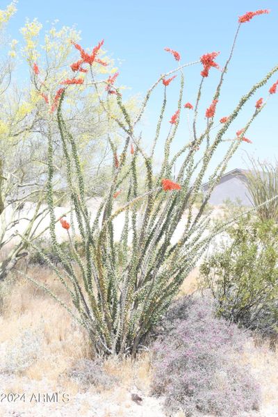 Native Ocotillos