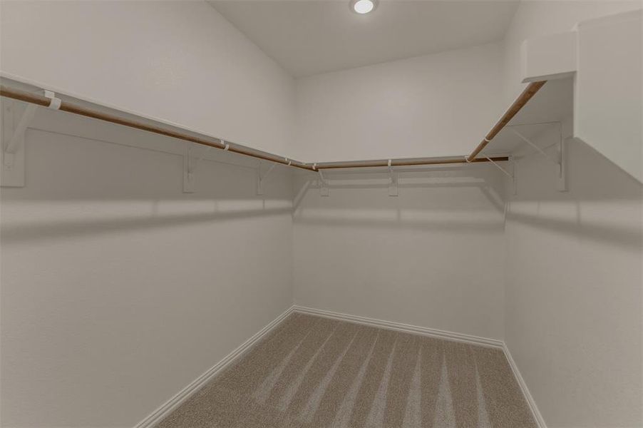 Spacious walk-in closet featuring white walls, light-toned carpeting, and a built-in shelving system with hanging rods