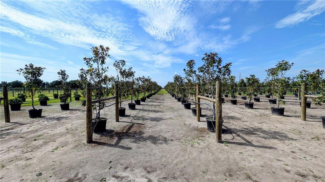 Natural landscape and outdoor views near  in Wauchula (Image 44).