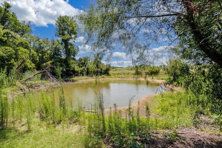 Natural pond surrounded by mature trees and lush vegetation