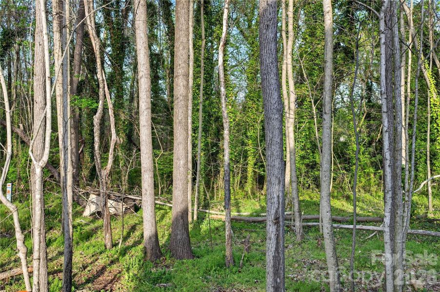 Backyard wooded view!