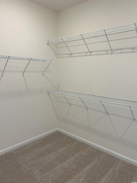Spacious closet featuring carpet