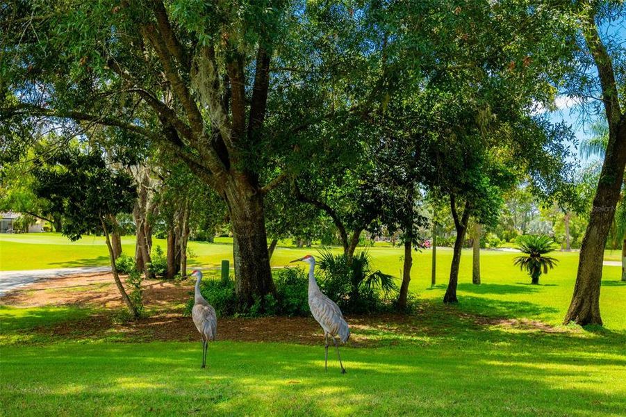 Natural landscape and outdoor views near  in Weeki Wachee (Image 59).