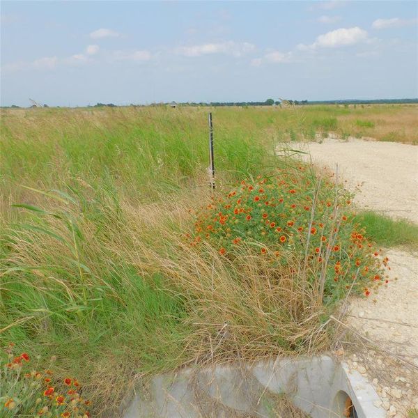 Spring Wildflowers & Native Grasses are in abundance to enjoy!