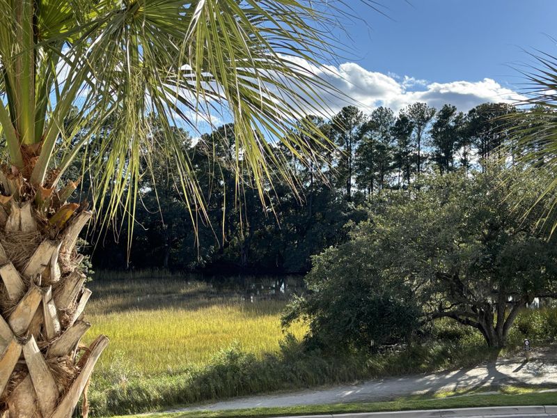 Natural landscape and outdoor views near  in Charleston (Image 31).