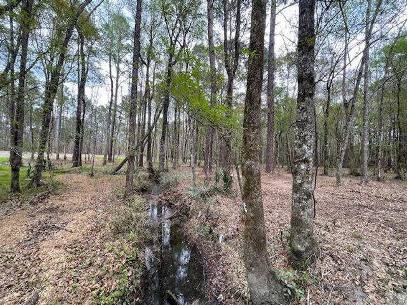 Natural landscape and outdoor views near  in Summerville (Image 16).
