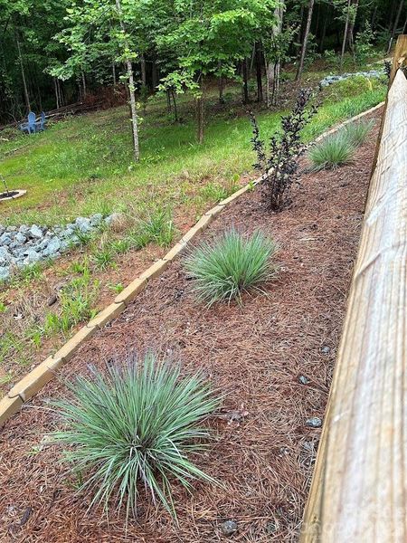 Black diamond Red crape myrtles & Prairie Winds Blue Paradise