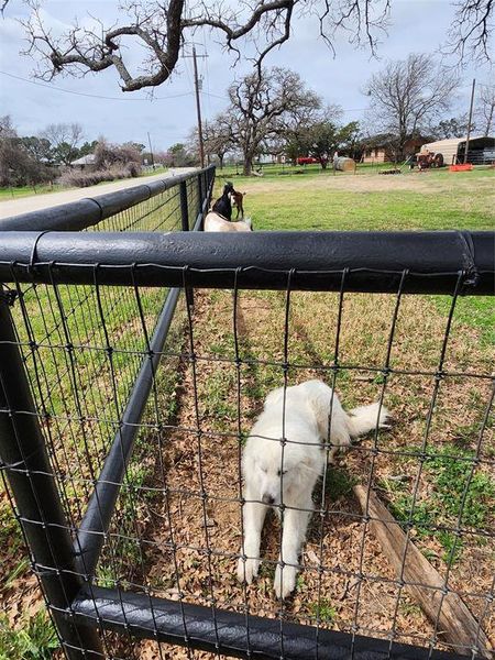 Keeper of the goats Keeper of the goats