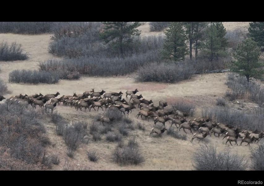 Elk running in the open space behind the home Elk running in the open space behind the home
