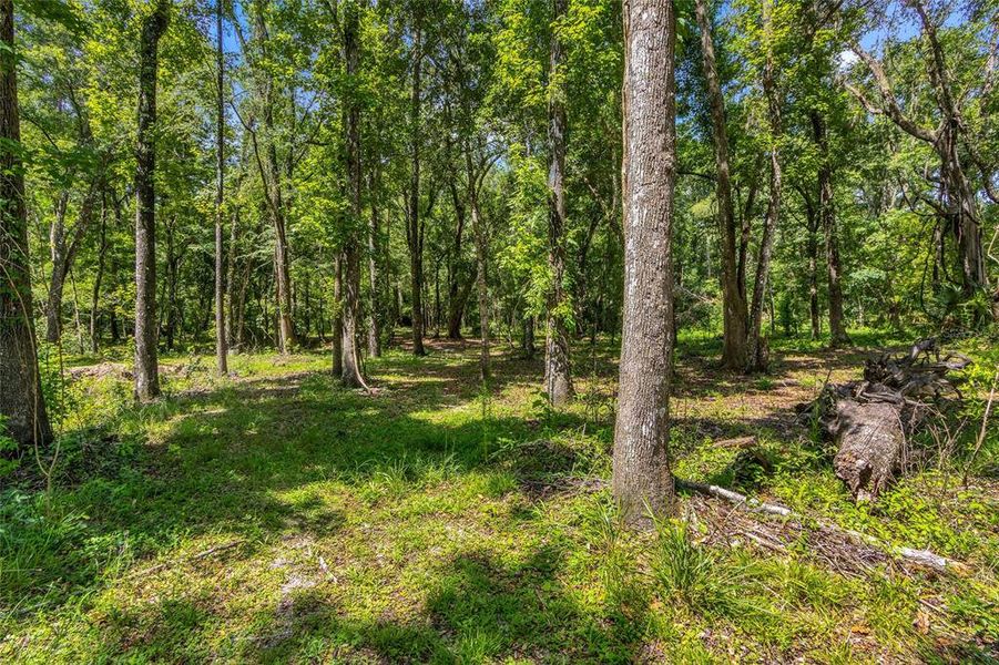 Natural landscape and outdoor views near  in Brooksville (Image 34).