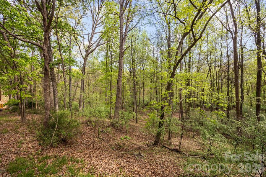 Natural landscape and outdoor views near  in Charlotte (Image 7).