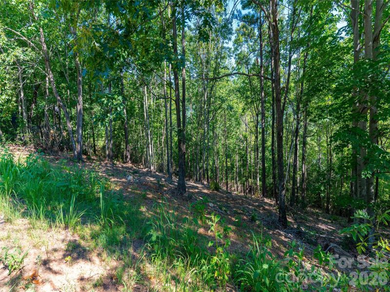 Natural landscape and outdoor views near  in Mill Spring (Image 31).