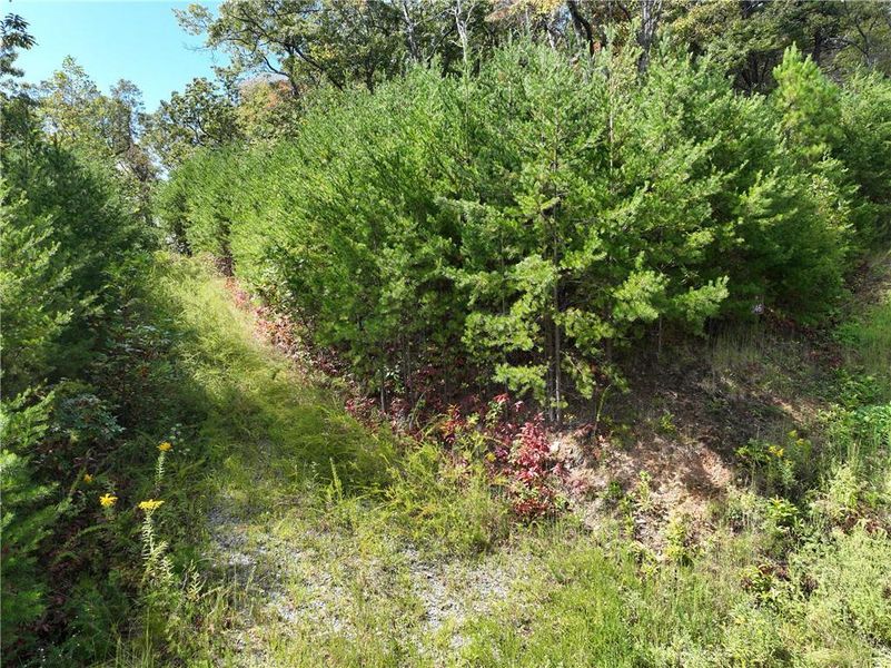 Natural landscape and outdoor views near  in Jasper (Image 26).