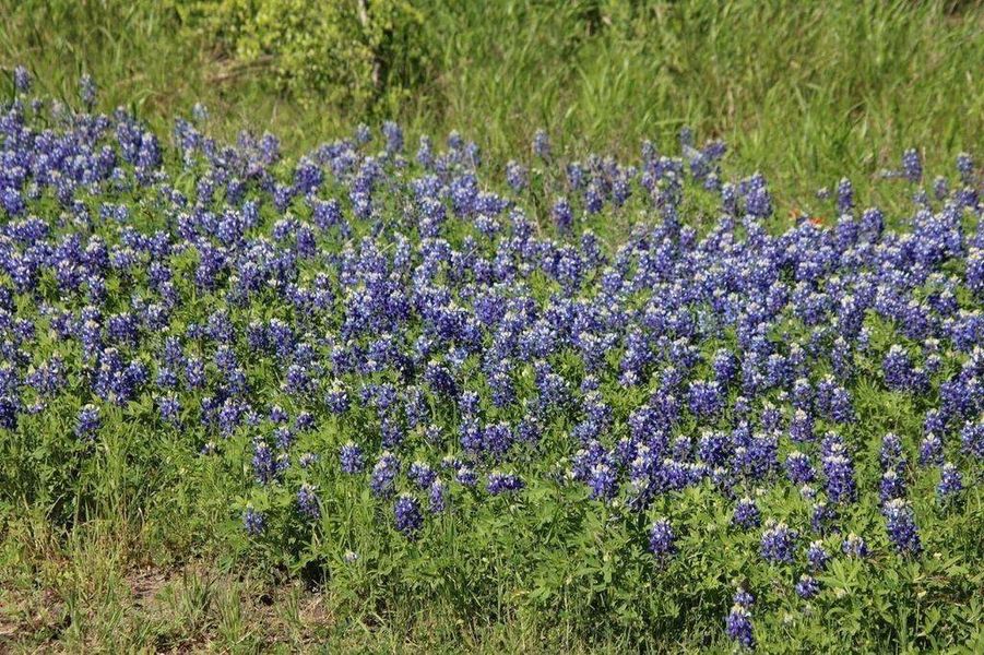 A vibrant field of bluebonnets creates a picturesque landscape, perfect for enjoying serene, natural beauty right at your doorstep.