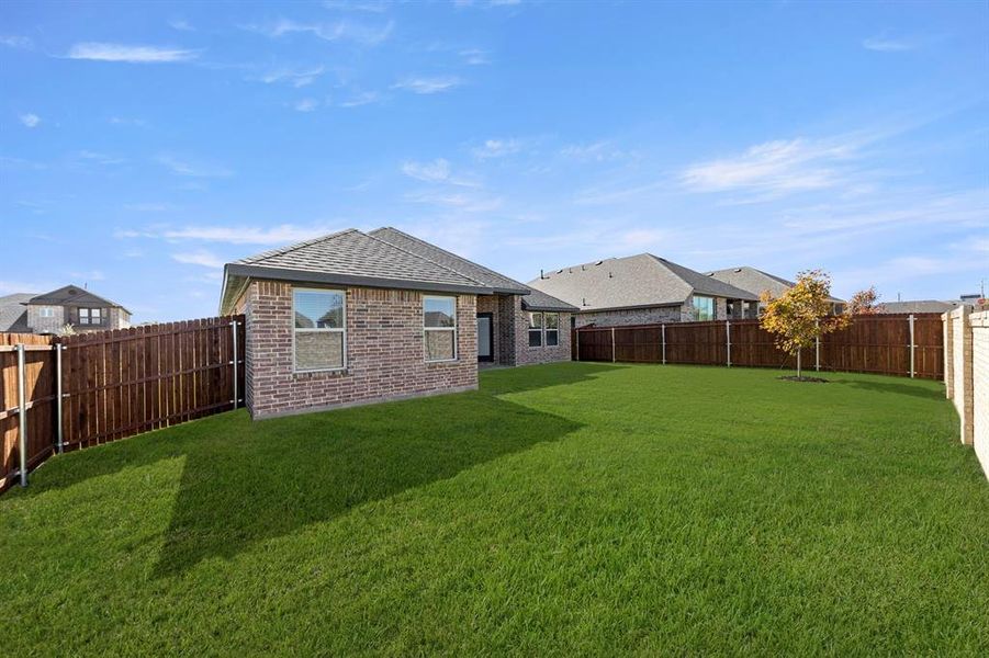 26. 141 Whistling Duck - Back (2)