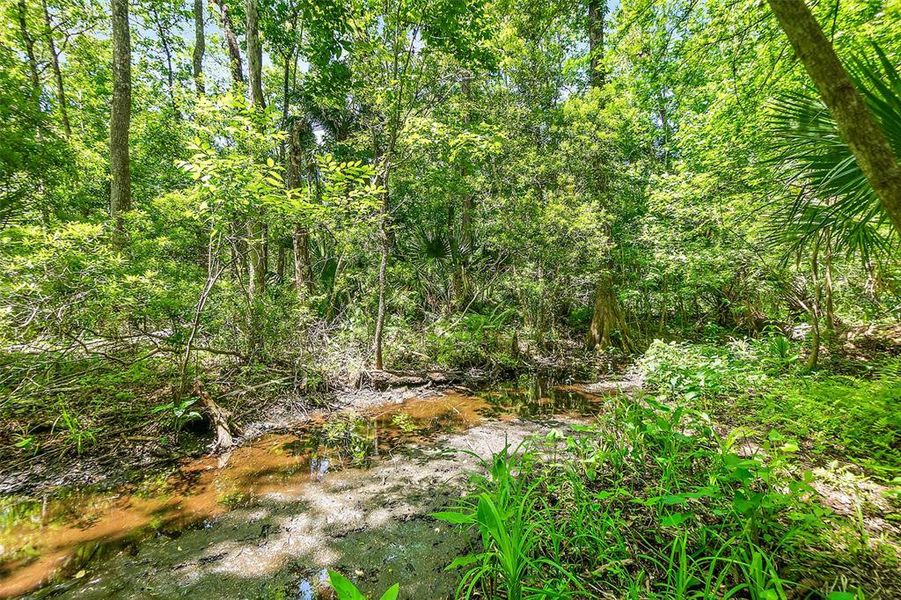 Natural landscape and outdoor views near  in Pierson (Image 38).