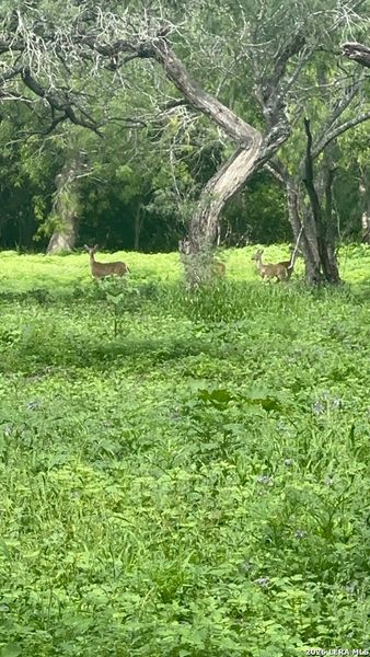 Natural landscape and outdoor views near  in Karnes City (Image 15).