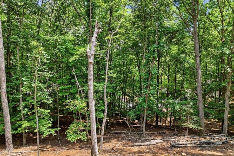 Natural landscape and outdoor views near  in Ellijay (Image 38).