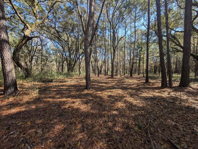Natural landscape and outdoor views near  in Edisto Island (Image 39).
