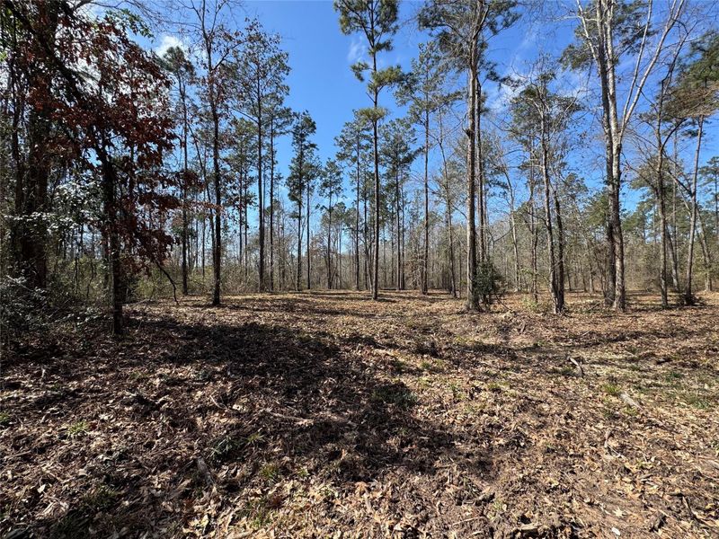 Natural landscape and outdoor views near  in Broaddus (Image 11).
