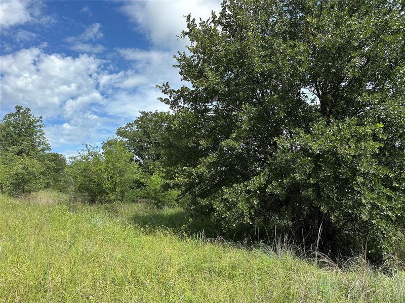 Expansive natural landscape featuring mature trees and lush green foliage Expansive natural landscape featuring mature trees and lush green foliage