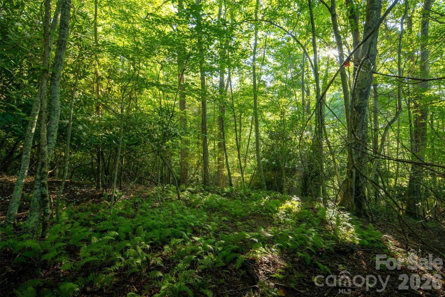 Natural landscape and outdoor views near  in Boone (Image 28).