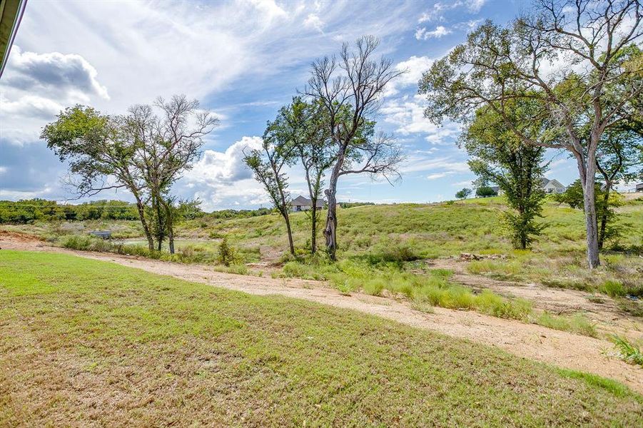 Treed Backyard Treed Backyard