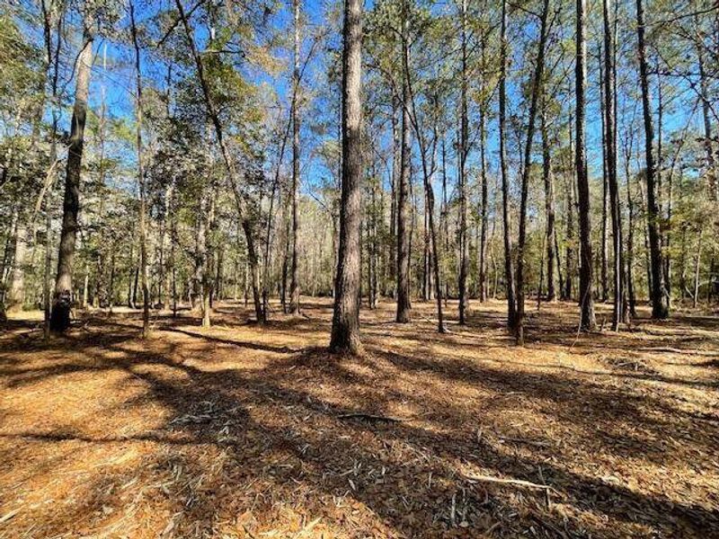 Natural landscape and outdoor views near  in Summerville (Image 27).