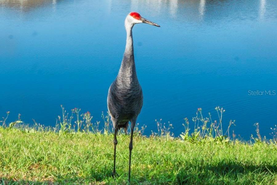 Image 56 of a home in Towns at Woodsdale.