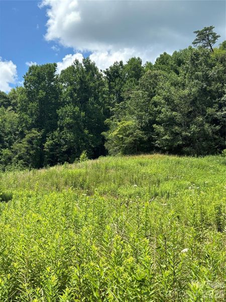 Natural landscape and outdoor views near  in Weaverville (Image 26).