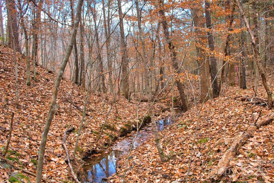 Natural landscape and outdoor views near  in Rutherfordton (Image 17).