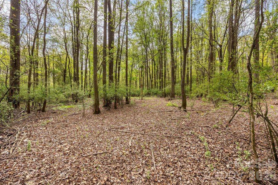 Natural landscape and outdoor views near  in Charlotte (Image 16).