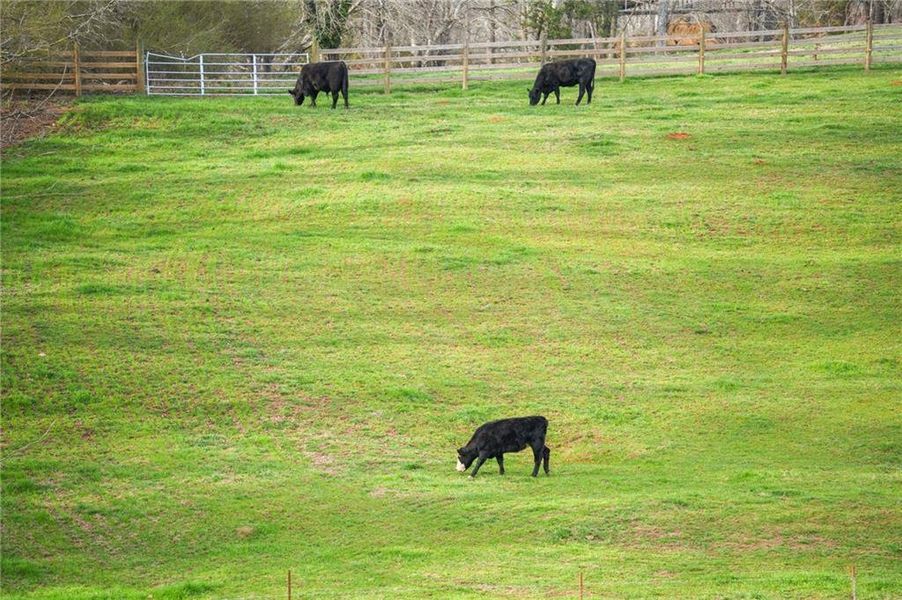 Natural landscape and outdoor views near in Demorest (Image 47). Natural landscape and outdoor views near in Demorest (Image 47).
