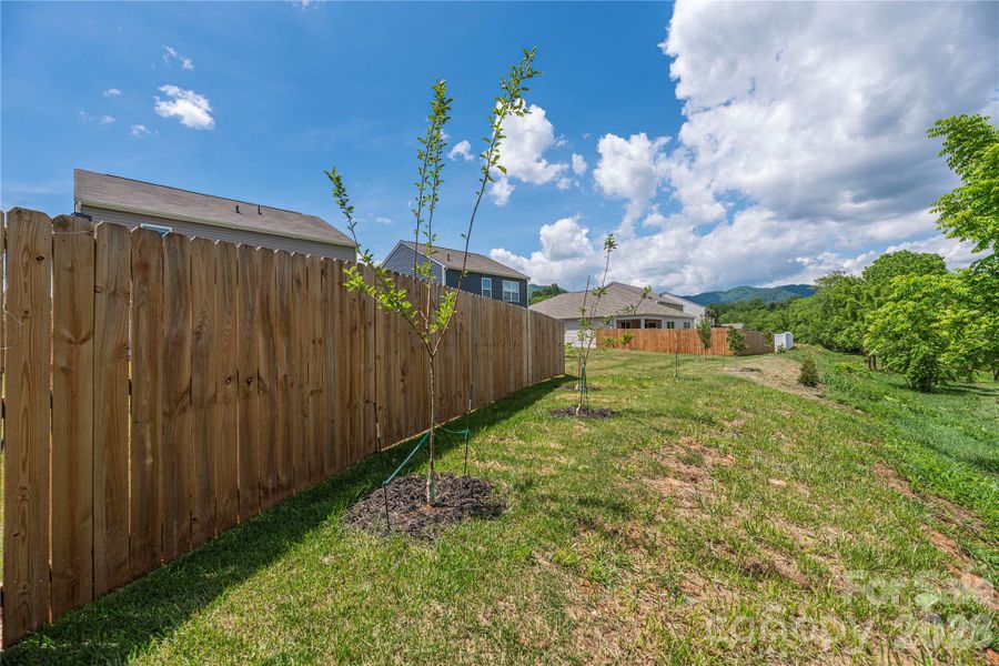Peach, Pear, and 2 Apple trees