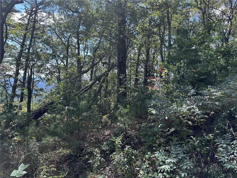 Natural landscape and outdoor views near  in Jasper (Image 25).