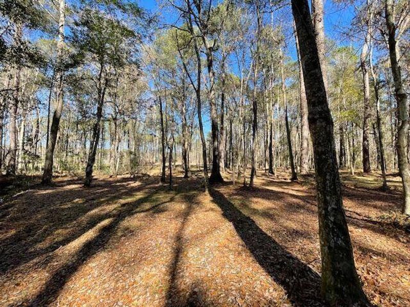 Natural landscape and outdoor views near  in Summerville (Image 17).