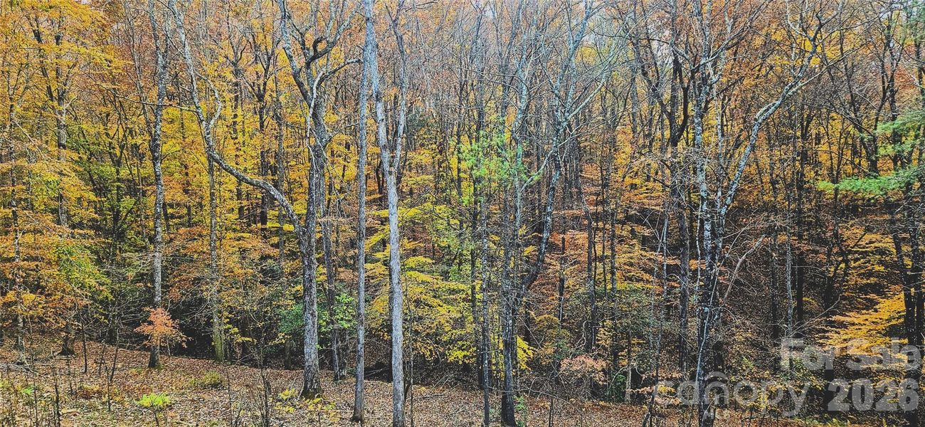 Natural landscape and outdoor views near  in Murphy (Image 28).