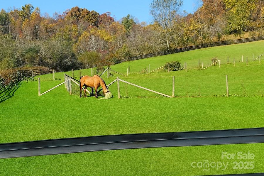 Your horses will love this place.