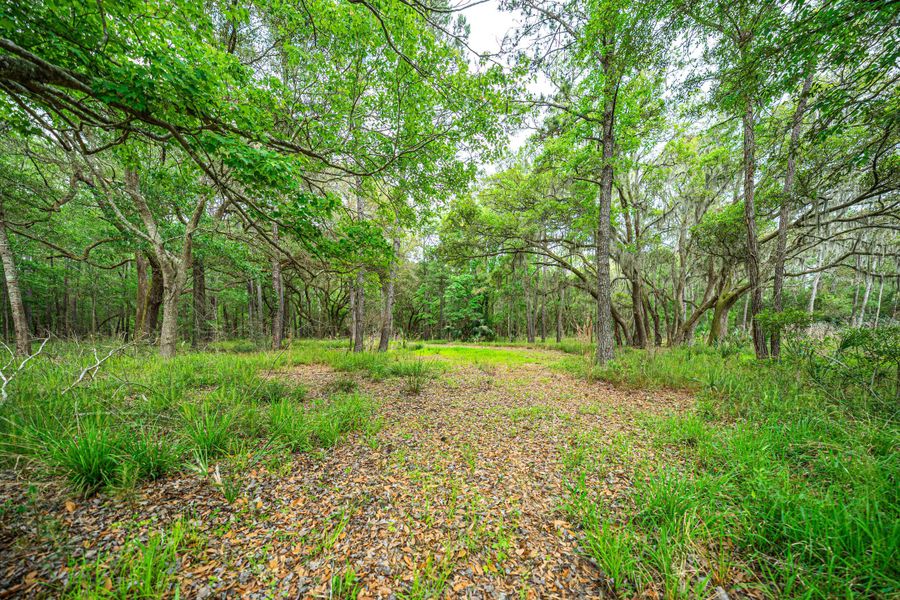 Natural landscape and outdoor views near  in Edisto Island (Image 32).