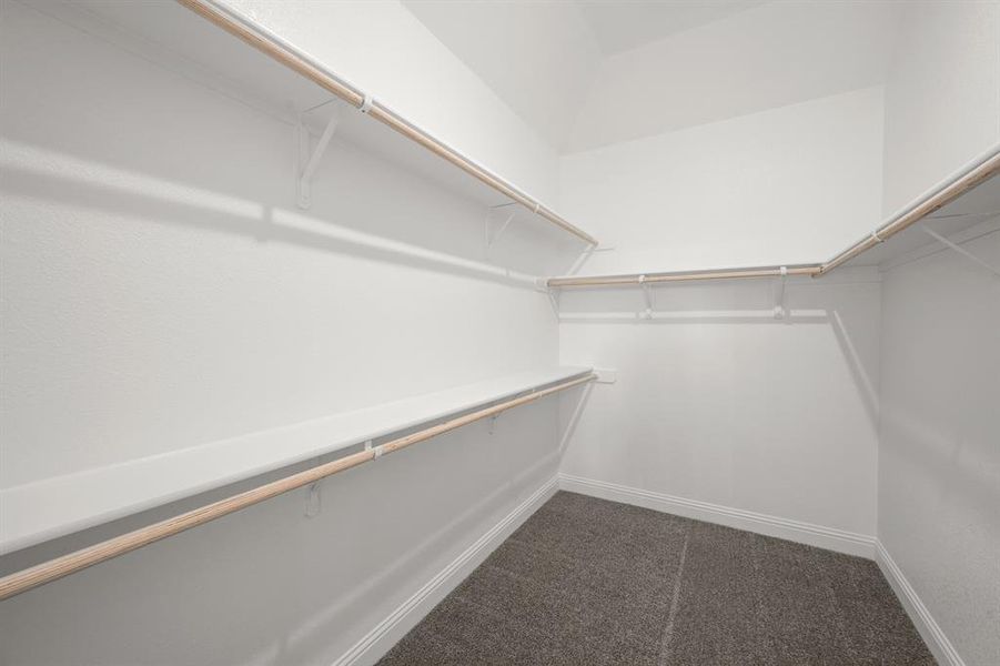 113 Grey wolf- Primary-6 113 Grey wolf- Primary-6