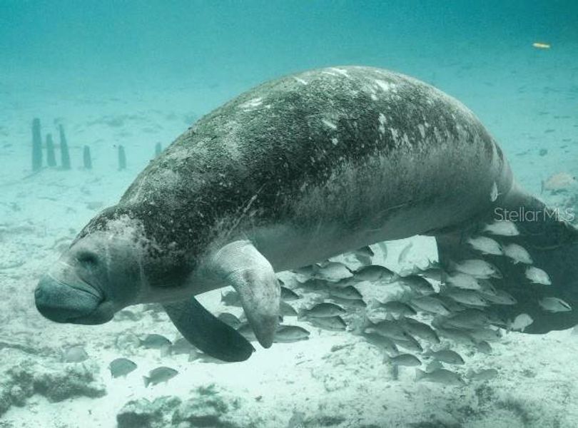 Image 17 of a home in Pine Ridge.